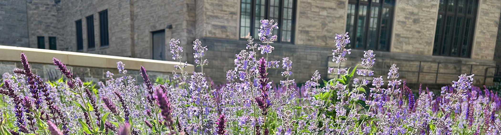 Flowers outside the Conway Building.