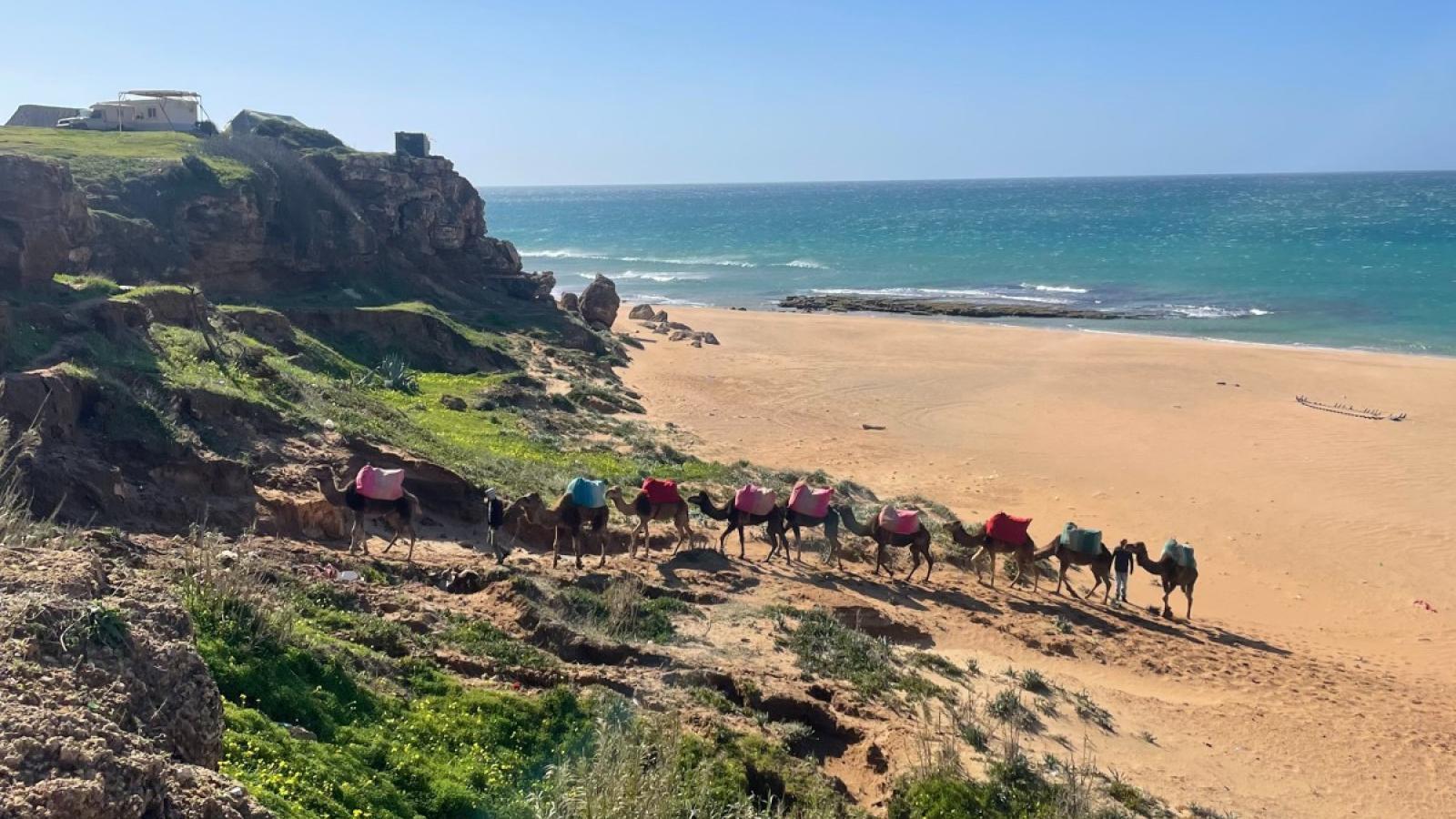 camels on the beach in morocco