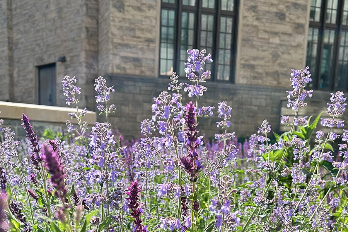 Flowers outside the Conway Building.